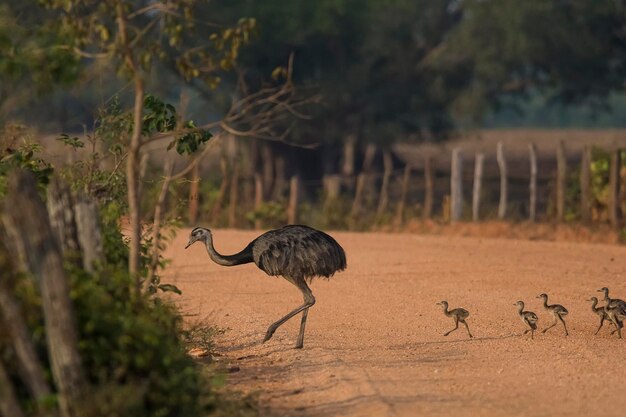 Photo grand rhea pantanal brésil