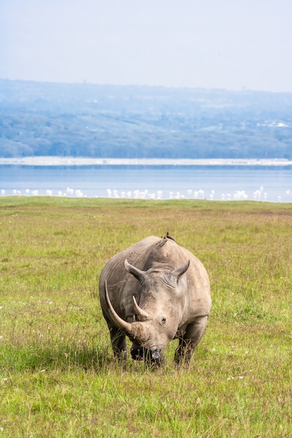 Grand rhinocéros blanc à Nakuru, Kenya