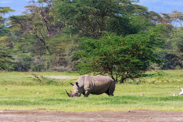 Grand rhinocéros blanc. Parc du lac Nakuru, Afrique