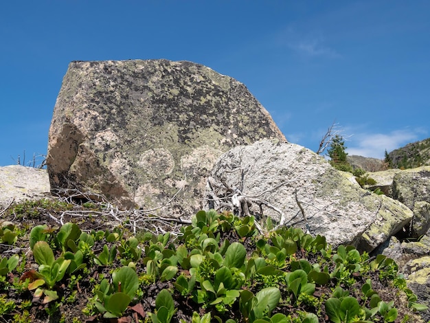 Photo un grand rocher de granit sur une pelouse verte