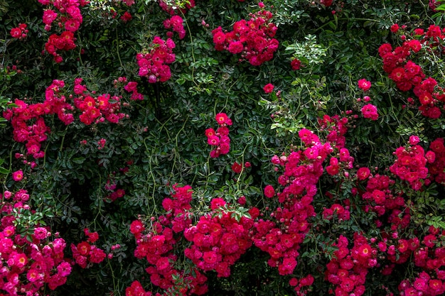 Grand rosier à fleurs Hedge Espace pour l'arrière-plan du texte