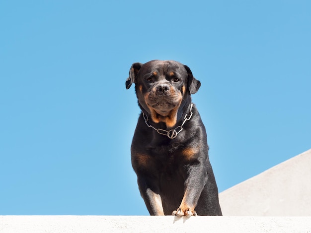 Un grand rottweiler de chien noir sur le fond du ciel bleu