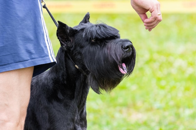 Un grand schnauzer géant de race de chien hirsute noir regarde la main du propriétaire