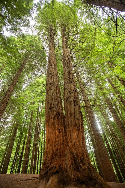 grand séquoia dans le parc national des séquoias