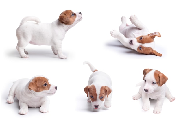 Grand Set Terrier Jack Russela Chiots Isolé Sur Fond Blanc