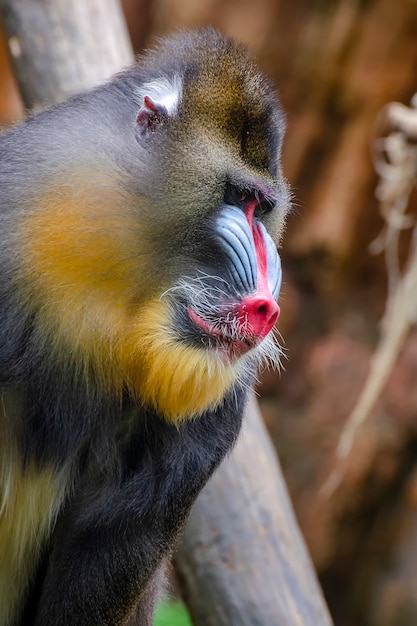 Grand singe sphinx mâle