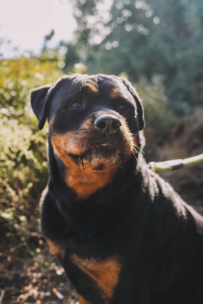 Grand spécimen de rottweiler de ligne américain