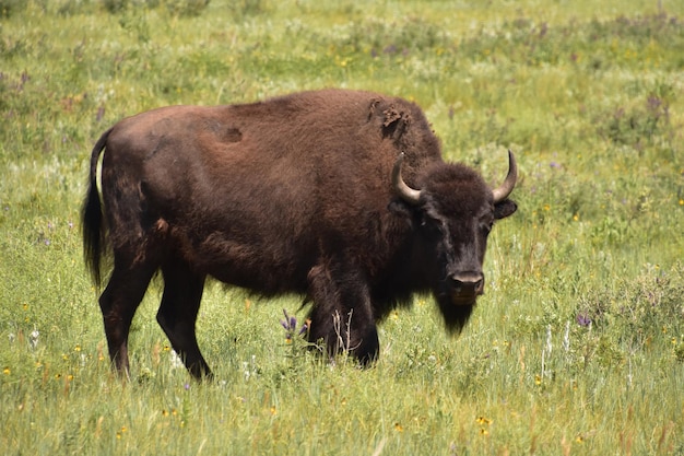 Grand taureau bison mâle à l'affût d'un compagnon un jour d'été