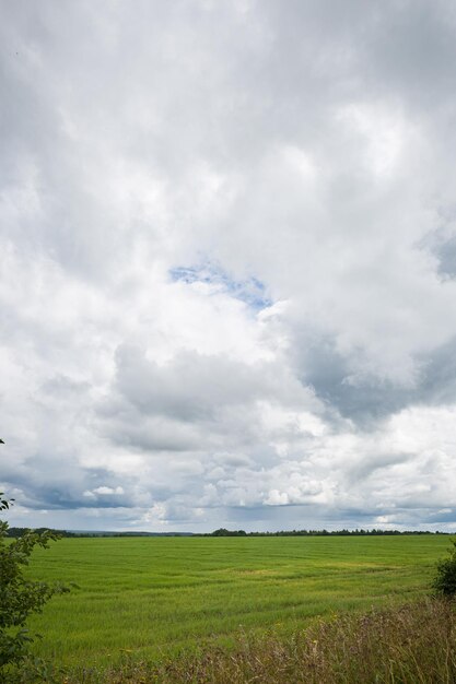 Grand terrain herbeux dans la campagne Ciel bleu avec des nuages blancs et des arbres au loin