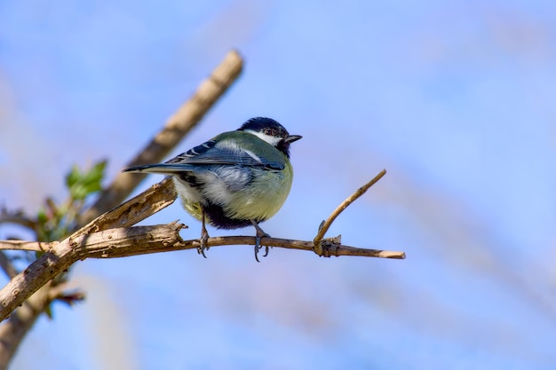 Un grand têtard perché sur une branche d'arbre un jour de printemps ensoleillé