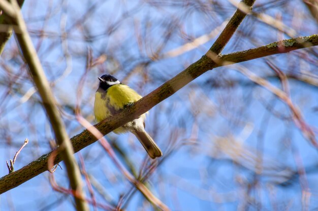 Un grand têtard perché sur une branche d'arbre un jour de printemps ensoleillé