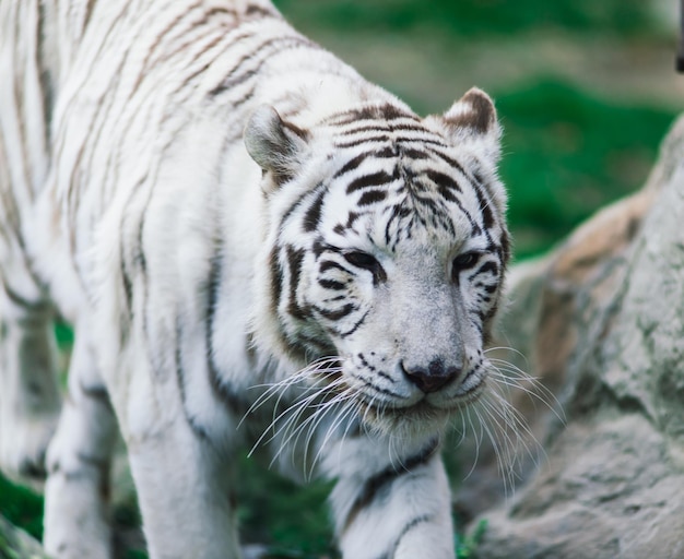 Photo grand tigre blanc, tigre blanchi dans un parc d'automne portant et marchant, gros plan