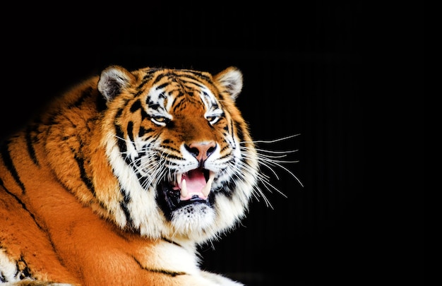 Grand tigre mâle sur fond noir.