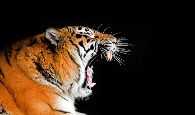 Grand tigre mâle sur fond noir.