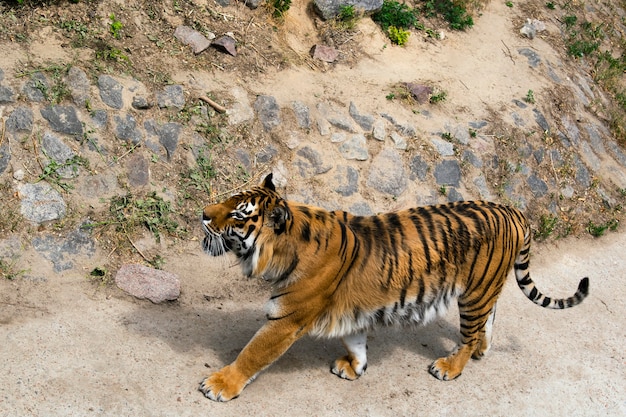 Photo grand tigre de sibérie puissant marchant sur le rocher dans sa cage au zoo comme fond de nature sauvage de la forêt de la jungle sauvage.