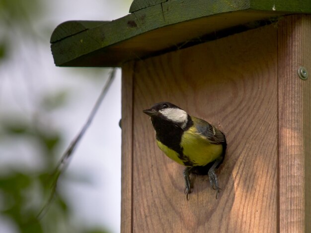 Photo le grand tit est en train de quitter une boîte de nidification pendant la saison de nidifications au printemps.