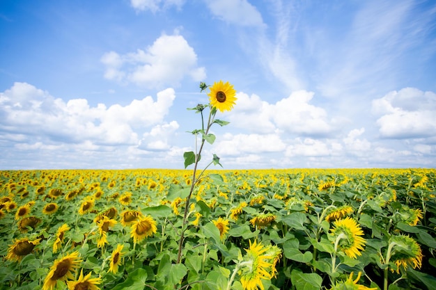 Grand tournesol dans le domaine