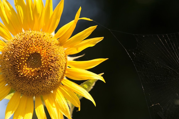 Photo grand tournesol dans le jardin et ciel bleu thaïlande