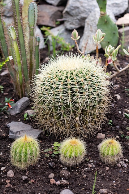 Photo un grand et trois petits cactus