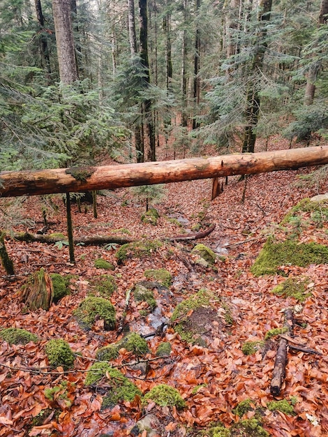 Un grand tronc d'un arbre cassé après un ouragan
