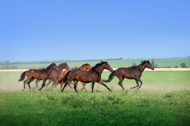 Grand troupeau de beaux chevaux galopant sur le terrain en été. Mustangs contre le ciel bleu