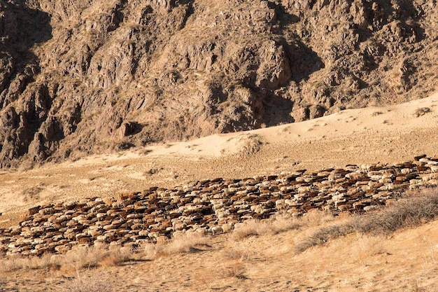 Photo un grand troupeau de béliers revient du pâturage dans une région aride d'asie centrale.