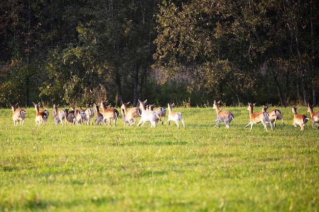 Un grand troupeau de cerfs sika court rapidement vers la forêt