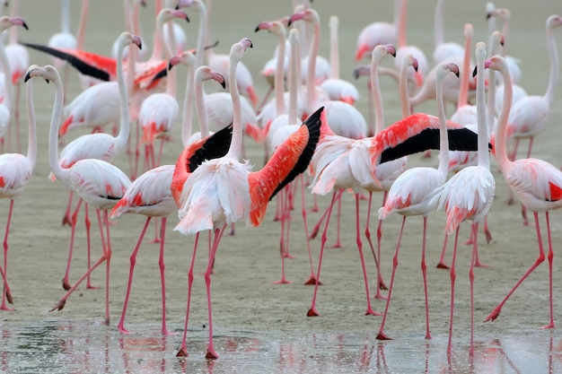 Un grand troupeau de flamants roses se nourrissant sur le rivage