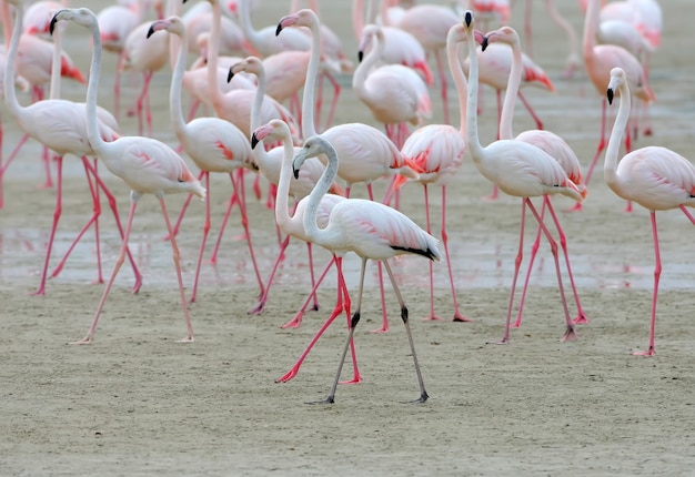 Un grand troupeau de flamants roses se nourrissant sur le rivage