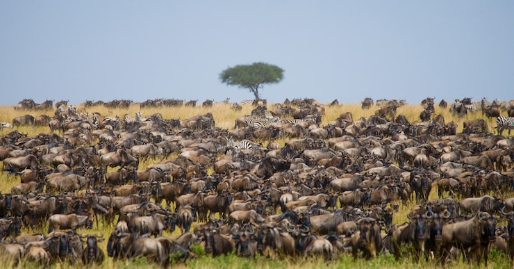 Photo grand troupeau de gnous dans la savane. grande migration. kenya. tanzanie. parc national du masai mara.