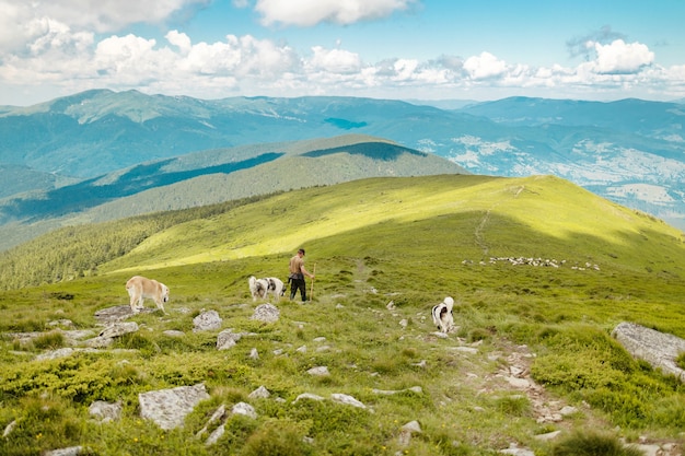 Grand troupeau de moutons blancs paissant avec berger et chien de berger