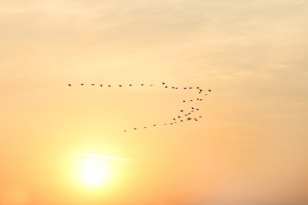 Grand troupeau d'oiseaux volant sur le fond de l'aube solaire