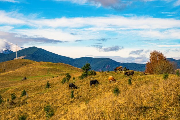 Un grand troupeau de vaches broute dans le pré et mange de l'herbe dans le contexte de la belle nature des Carpates