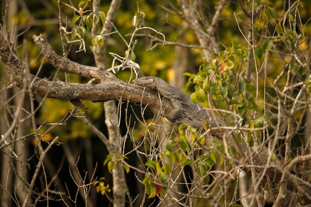 Grand varan sur un arbre dans les Sundarbans en Inde