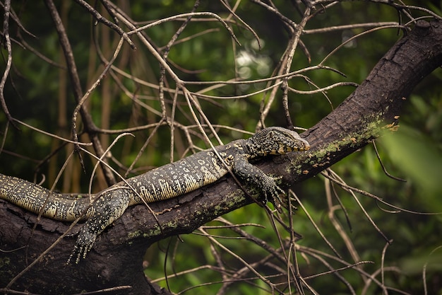 Un grand varan se trouve sur une branche d'un palétuvier