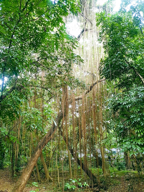 grand vieil arbre dans la forêt tropicale