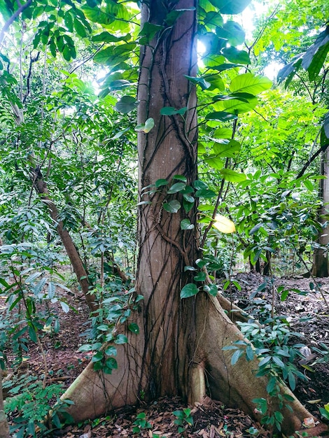 grand vieil arbre dans la forêt tropicale