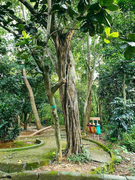 grand vieil arbre dans le parc