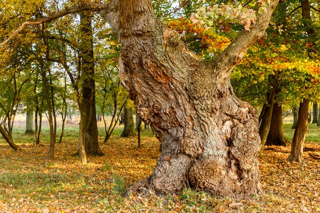 Photo grand vieux chêne dans la forêt d'automne