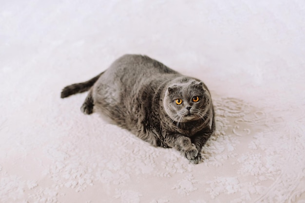 Grand vieux et gros chat paresseux britannique Le chaton est déprimé et triste ne veut pas manger sa nourriture