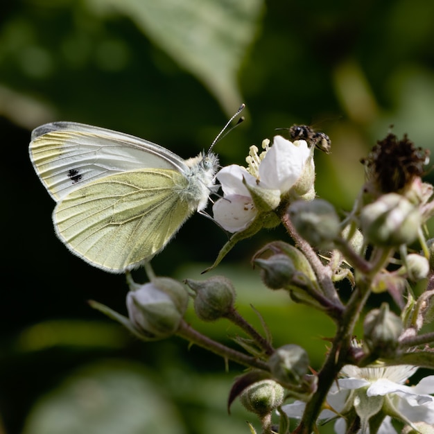 Grand White (Pieris brassicae) Butterfly se nourrissant d'une fleur de Blackberry