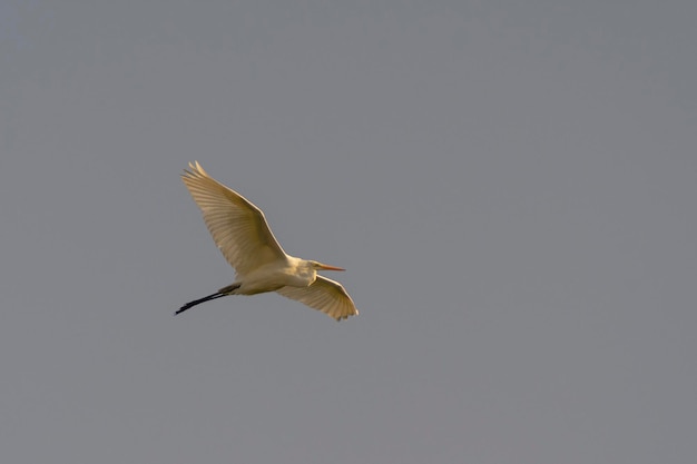 Grande aigrette, aigrette commune, grande aigrette, grande aigrette blanche ou grand héron blanc (Ardea alba) Malaga