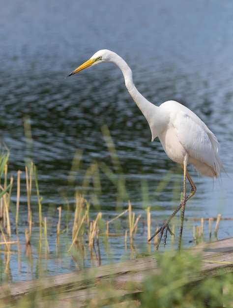 Grande aigrette Ardea alba un oiseau regarde dans l'eau en attendant un poisson