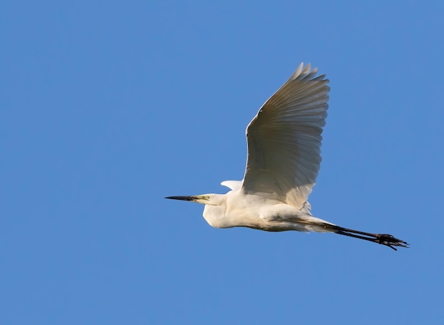 Grande aigrette Ardea alba un oiseau en vol contre un ciel bleu