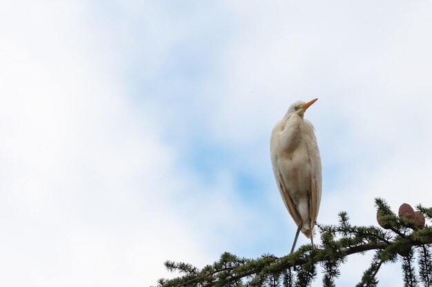 Grande Aigrette Ardea alba, perchée dans un arbre