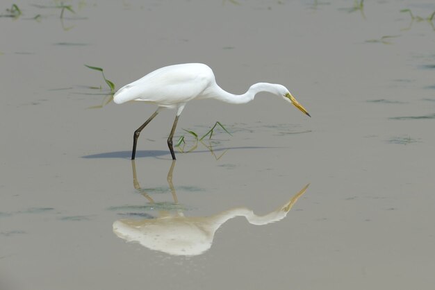 La grande aigrette blanche se tient dans l'étang de faune