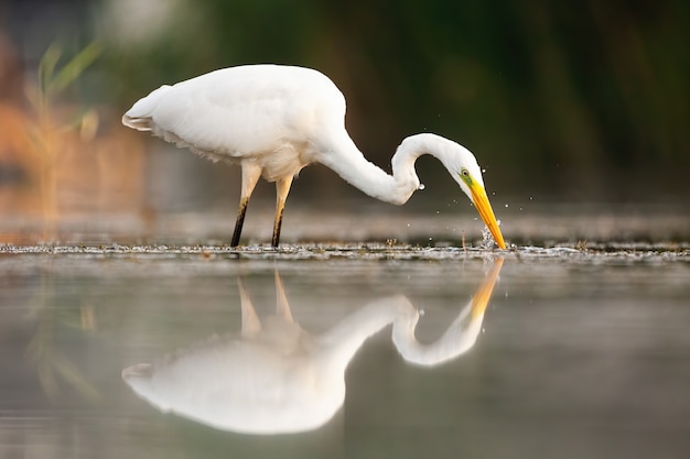 Grande aigrette buvant dans l'eau dans la nature estivale.