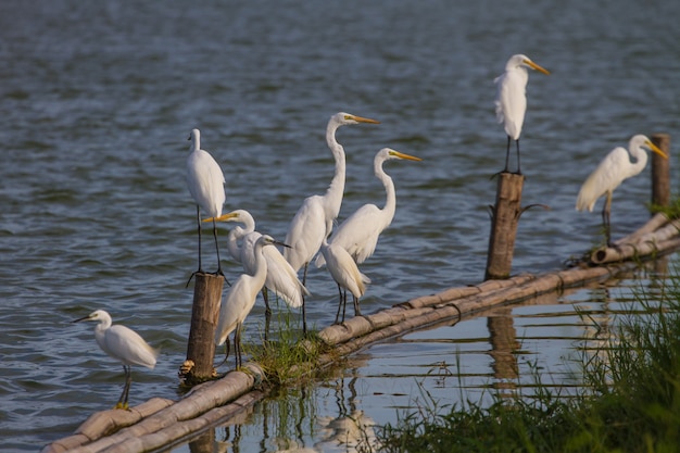 Grande Aigrette dans la nature