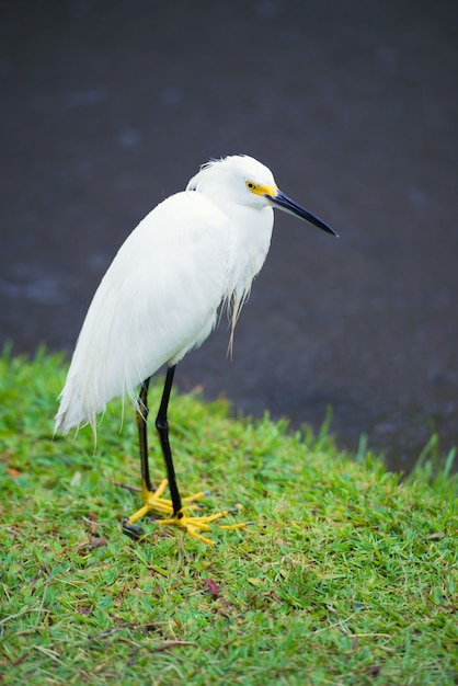 Grande Aigrette sur le fond d'une herbe verte.