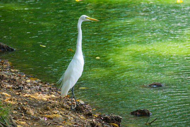 Grande Aigrette, le magnifique plumage de l&#39;oiseau blanc neigeux le rendait trop populaire